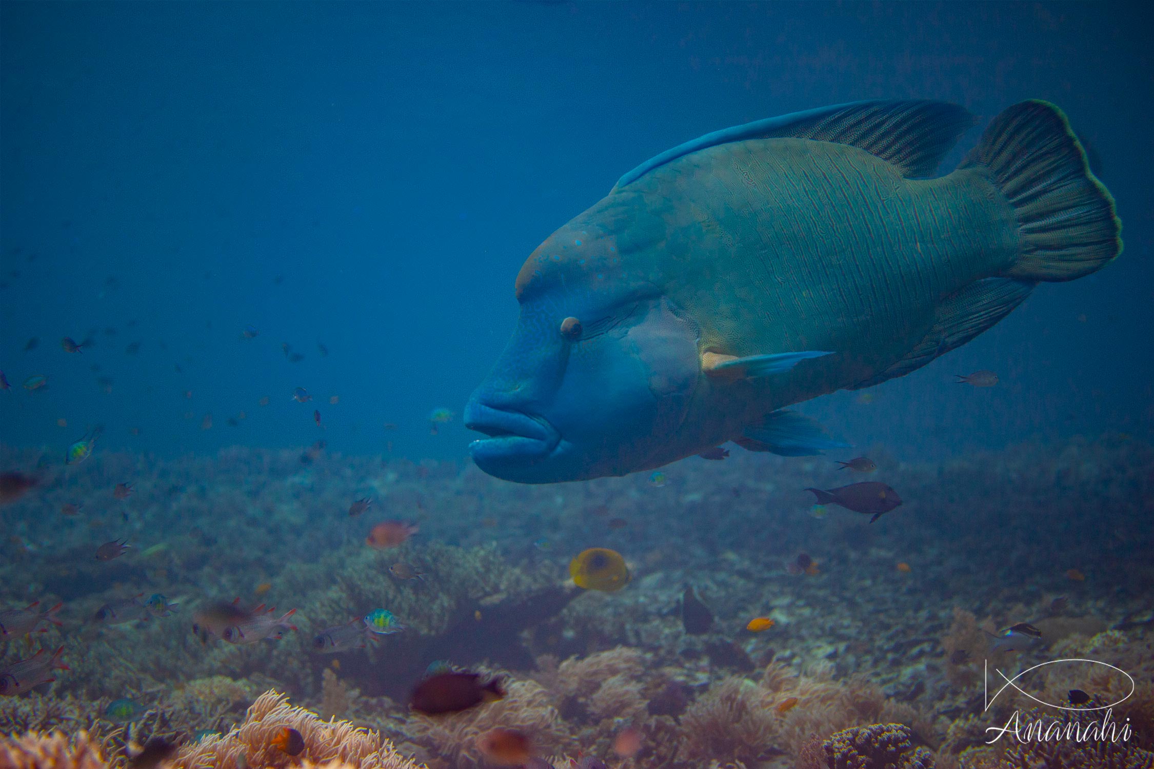 Napoléon de Raja Ampat