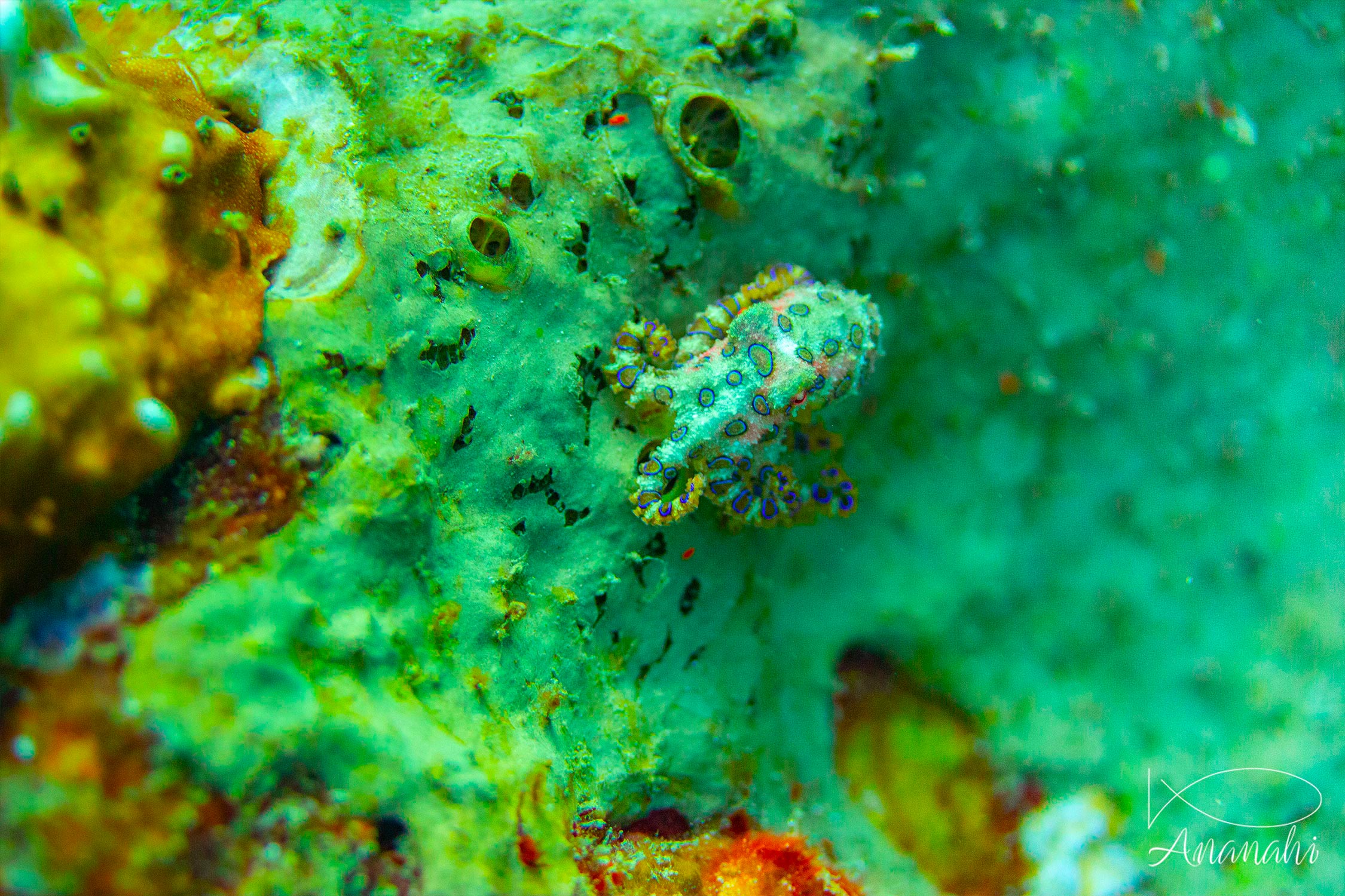 Poulpe à anneaux bleus de Raja Ampat