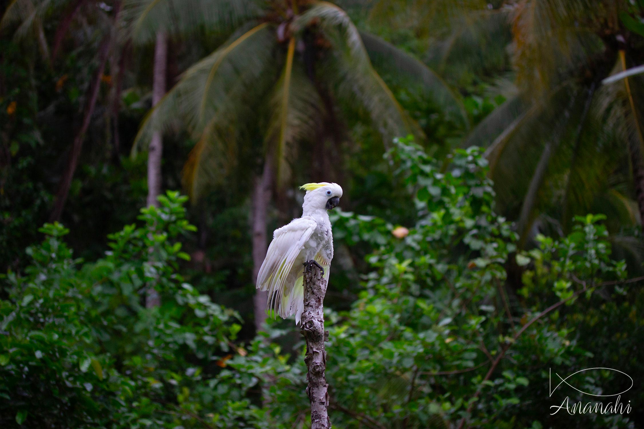 Brar homestay de Raja Ampat