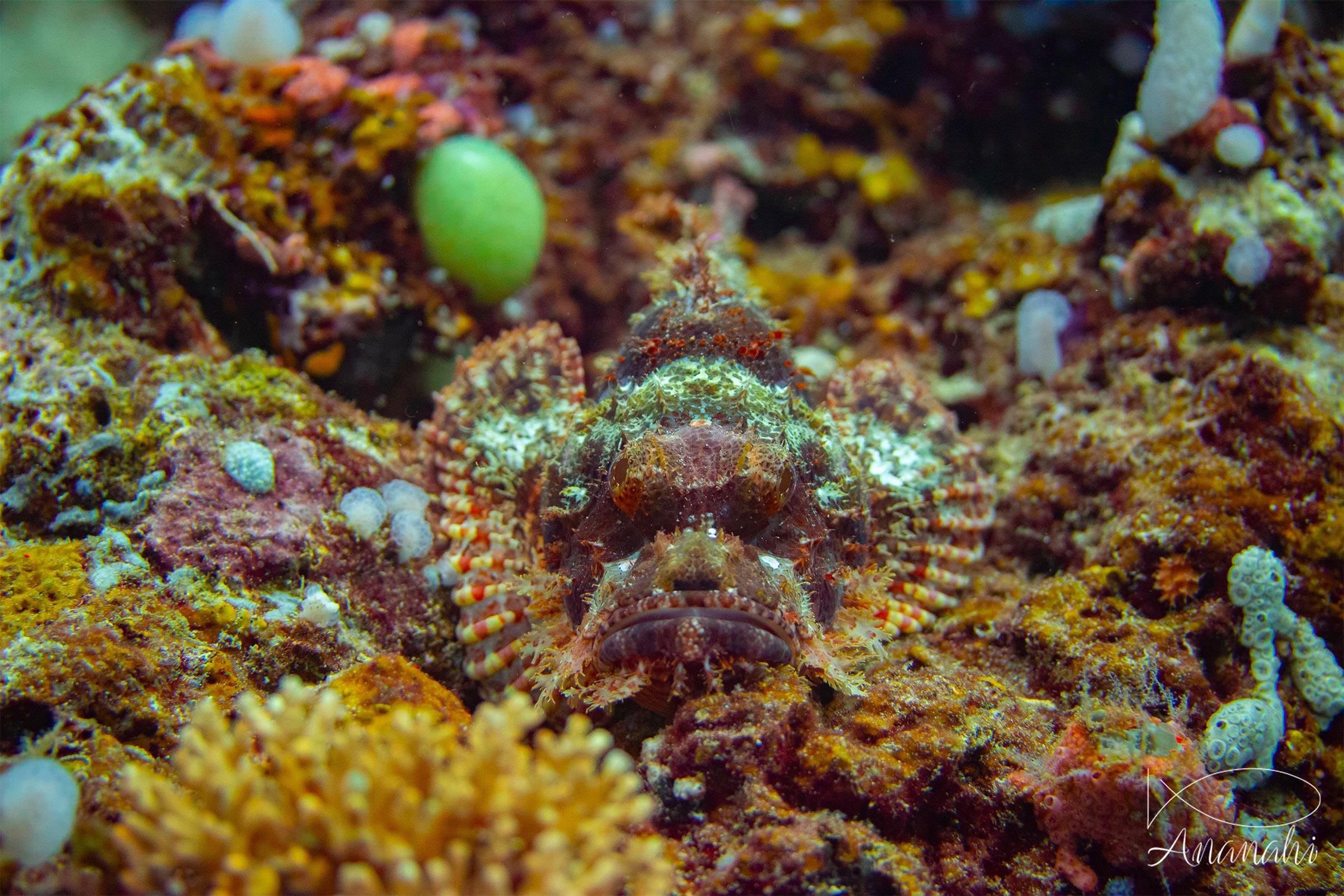 Poisson-scorpion à houppe de Raja Ampat