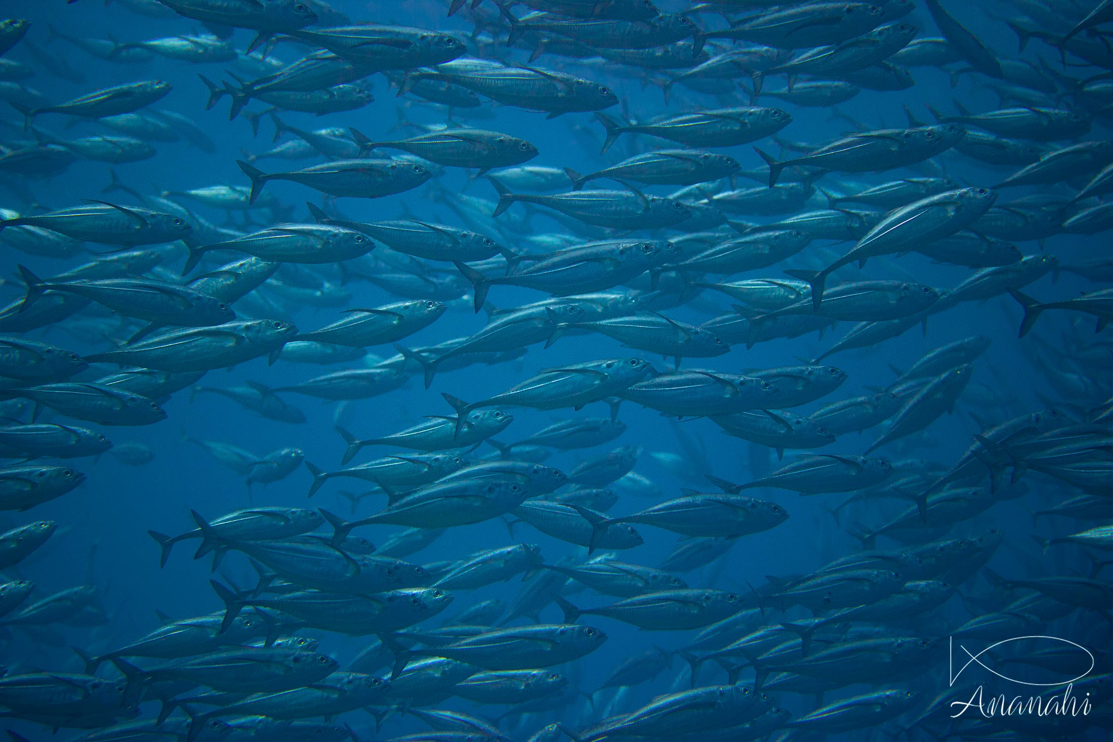 Carangue à gros yeux de Raja Ampat