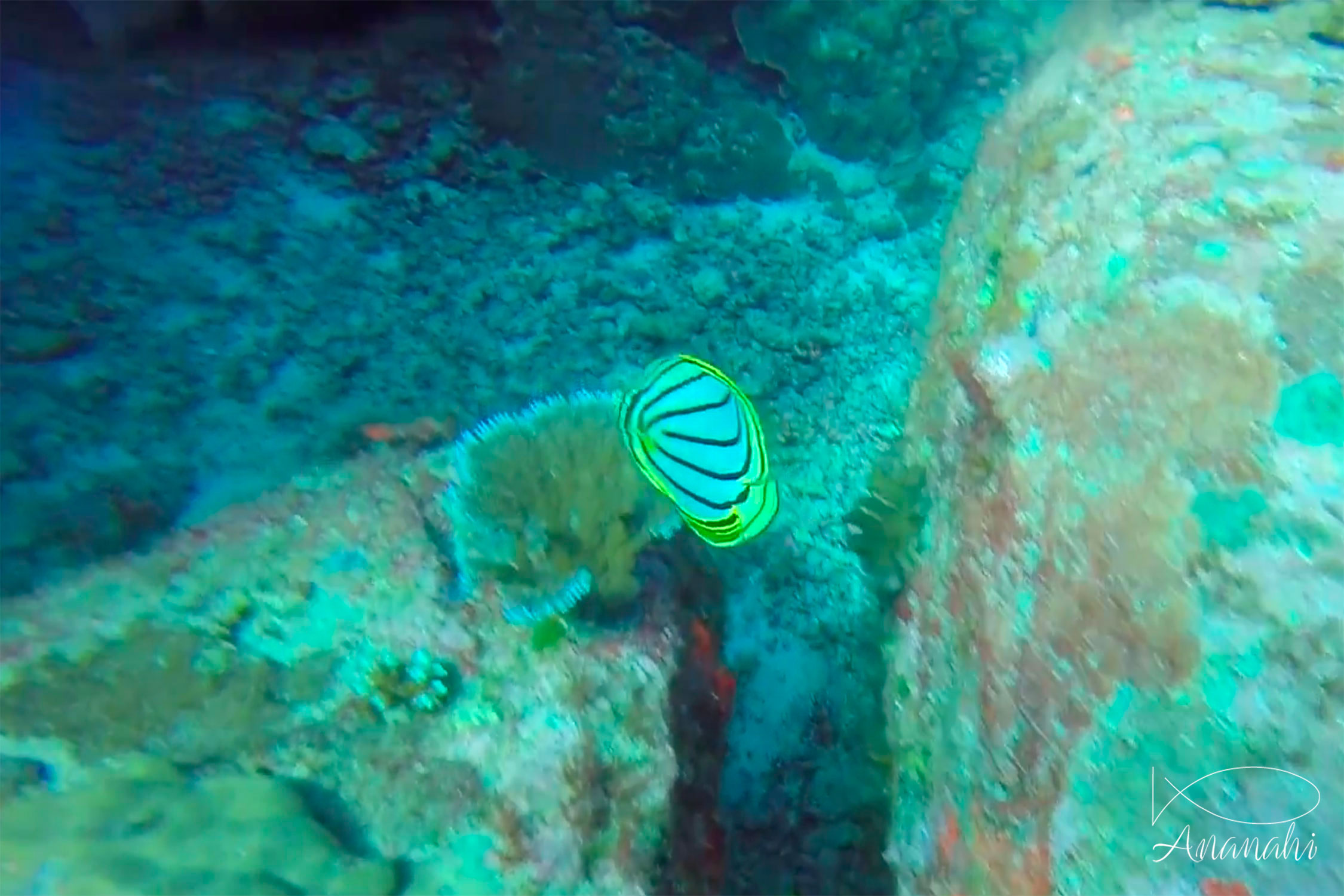 Poisson papillon de Meyer de Thailande